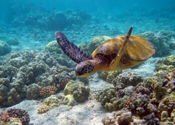 Día mundial de la vida silvestre: la vida subacuática