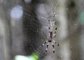 Buscan cómo imitar la capacidad supercontractora de la seda de araña