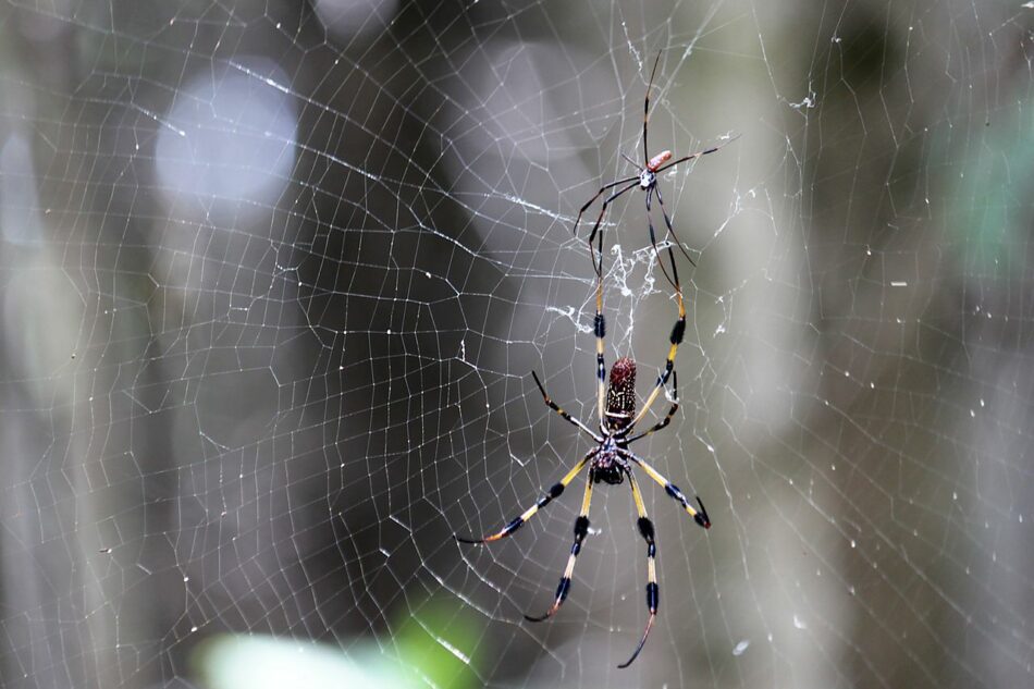 Buscan cómo imitar la capacidad supercontractora de la seda de araña