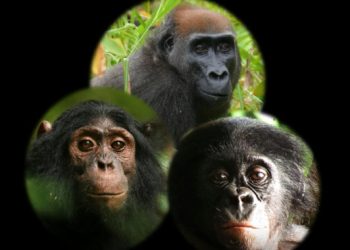 Así reaccionan chimpancés, gorilas y bonobos ante una cámara en el bosque