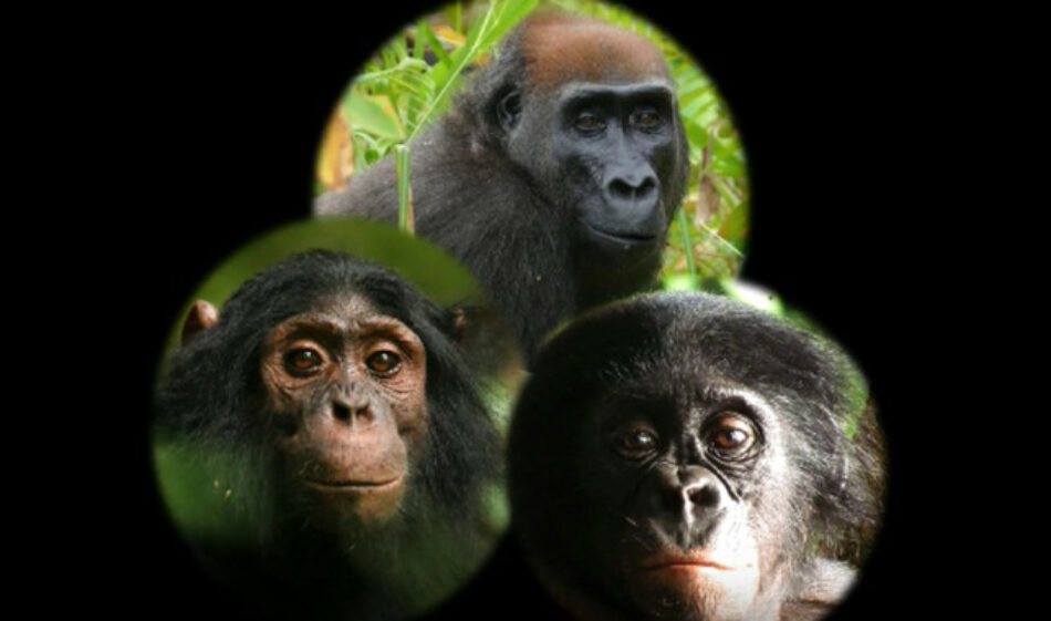 Así reaccionan chimpancés, gorilas y bonobos ante una cámara en el bosque