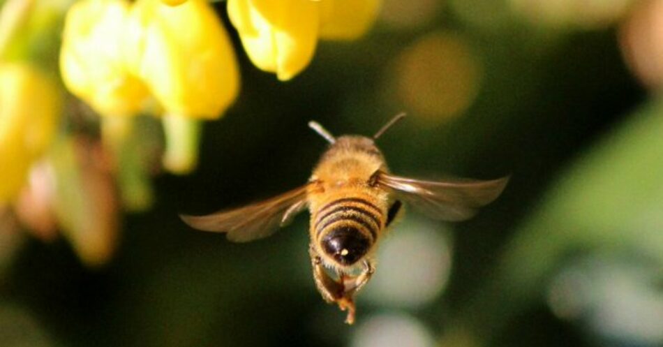 EQUO reprocha al Gobierno su falta de ambición en el plan para garantizar la biodiversidad de los insectos