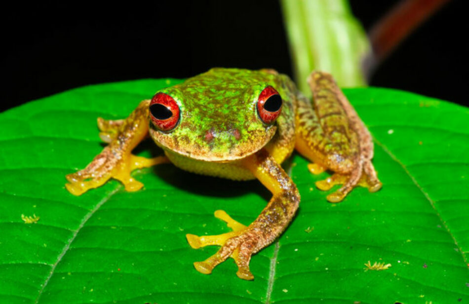 Más de 90 especies de anfibios se han extinguido por un hongo