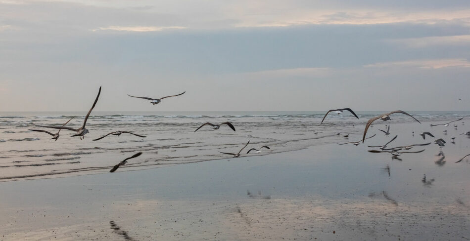 El informe de la Eurocámara sobre el proyecto gasístico en Doñana pone en jaque a las administraciones