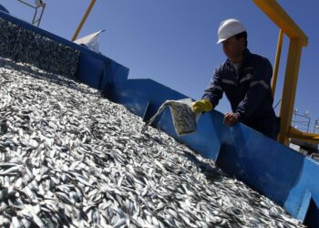 Las organizaciones ambientales ibéricas piden medidas para asegurar la recuperación de la sardina