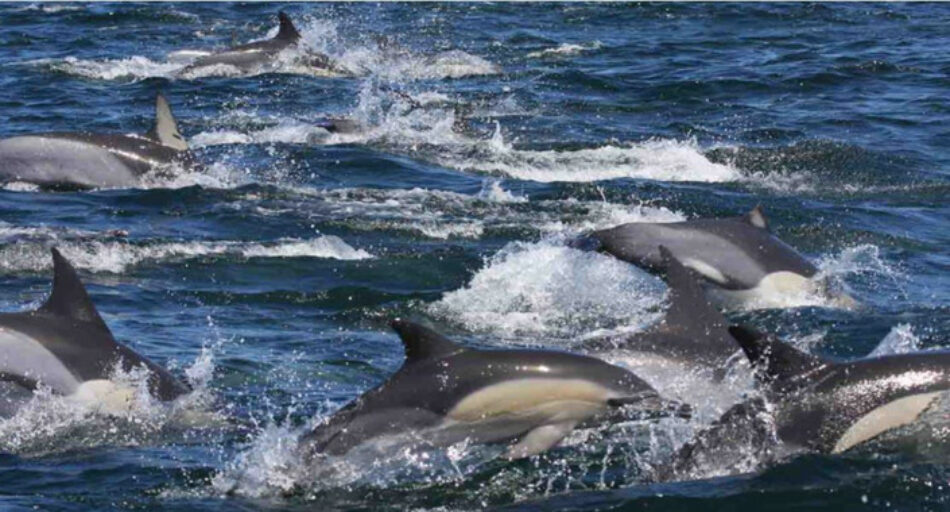 Los niveles de contaminantes en los delfines del Índico superan a los del Mar de Alborán