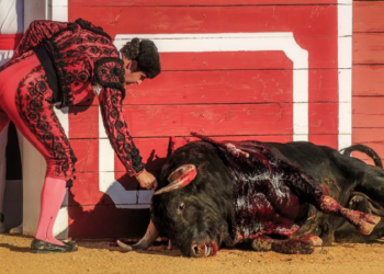 La Junta Electoral prohíbe en Aranjuez la proyección de un documental sobre el sufrimiento de los toros durante las corridas