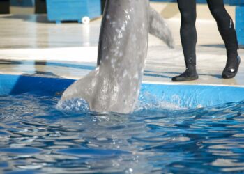 Proyecto Gran Simio denuncia al zoo Aquarium de Madrid por supuesto maltrato a a delfines ante el SEPRONA