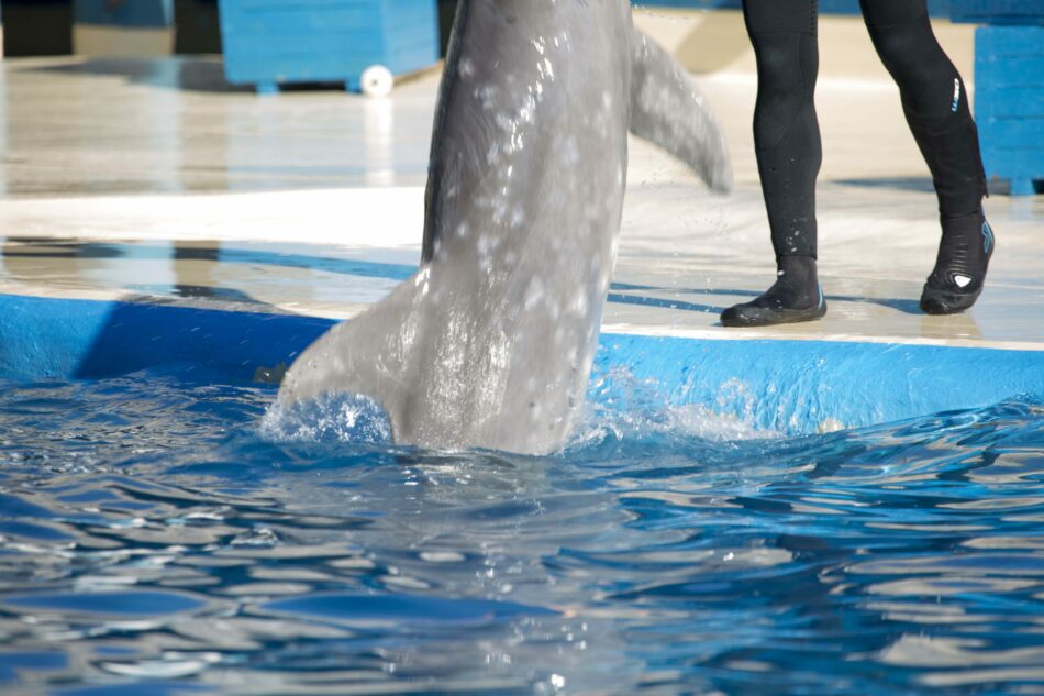 Proyecto Gran Simio denuncia al zoo Aquarium de Madrid por supuesto maltrato a a delfines ante el SEPRONA