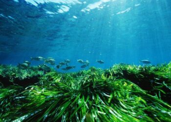 La Posidonia oceanica en la playa no es basura