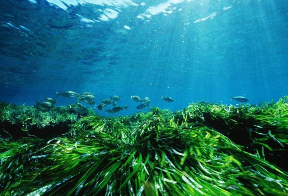 La Posidonia oceanica en la playa no es basura