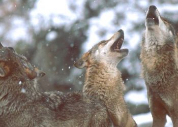 Ecologistas en Acción denuncia la persecución del lobo en el Parque Nacional de los Picos de Europa