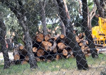 Vecinos de Majadahonda y Pozuelo de Alarcón alarmados por la tala de más de un centenar de árboles