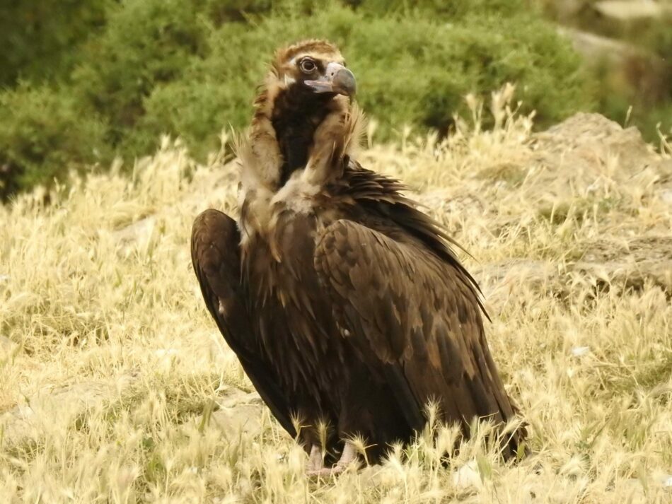 Récord de nacimientos de buitres negros, con diez pollos en 2019, para la colonia prepirenaica de Boumort