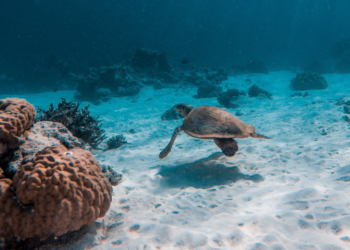 El IPBES alerta: si no cambia el sistema, la humanidad se enfrenta al colapso ecológico