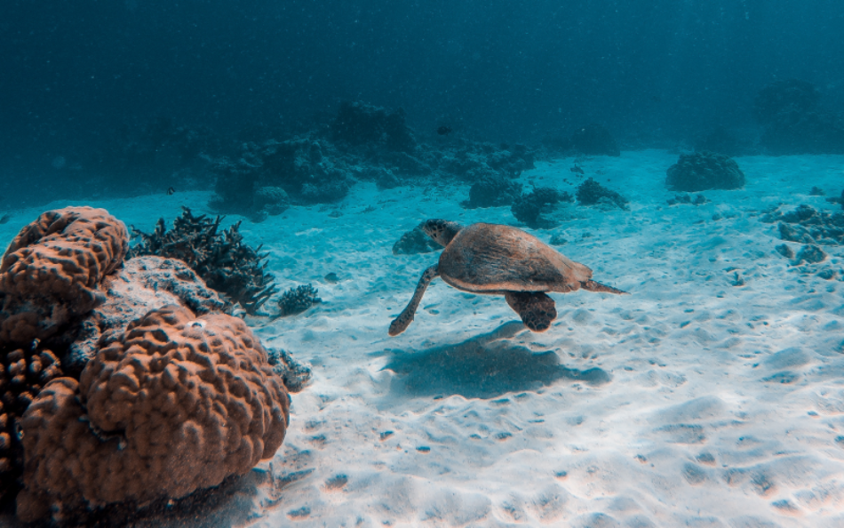 El IPBES alerta: si no cambia el sistema, la humanidad se enfrenta al colapso ecológico