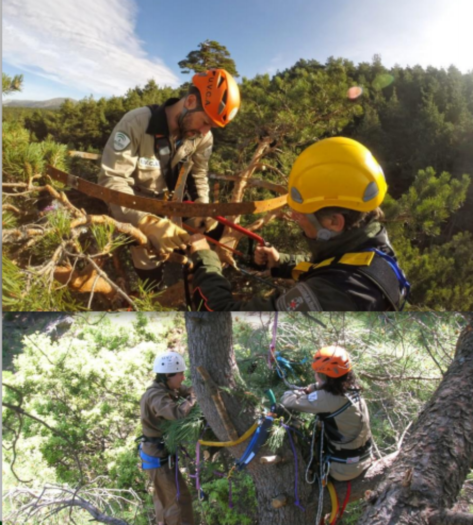 Ecologistas Extremadura pregunta sobre la situación en el proceso en su proceso de trámite del plan de recuperación de la cigüeña negra en Extremadura