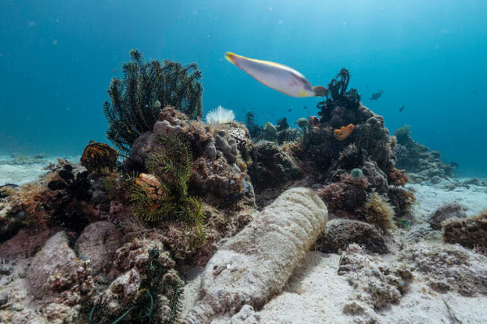 Greenpeace: “Hasta que no se atajen las causas, la biodiversidad mundial seguirá en peligro”