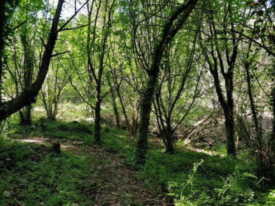 Greenpeace y Comuneros de A Madroa celebran el 20 aniversario del acuerdo de recuperación del bosque atlántico gallego