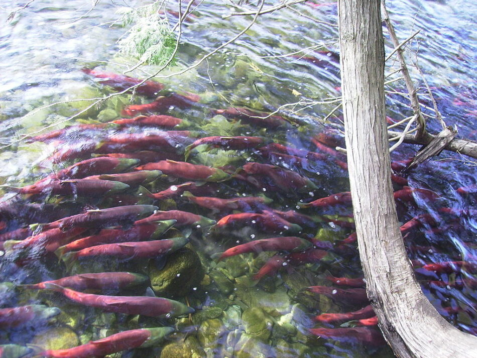 El cambio climático altera el ciclo vital de los salmones rojos del Pacífico