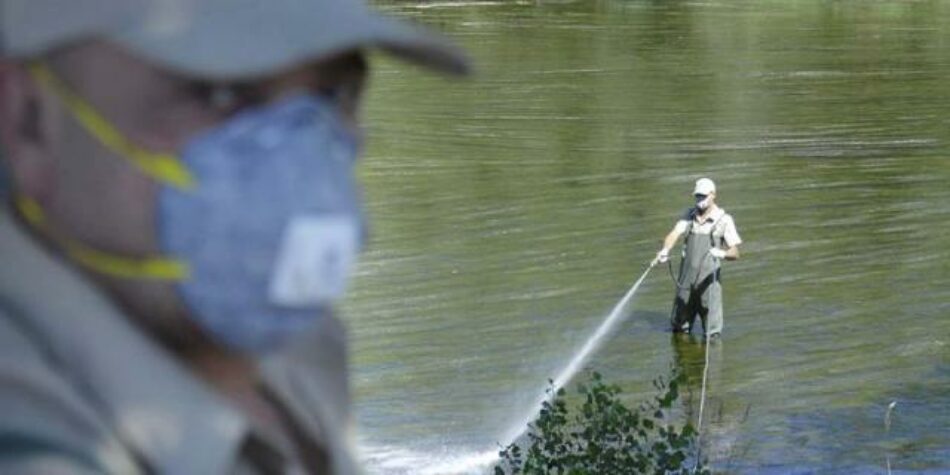 Organizaciones ecologistas reclaman medidas preventivas para evitar el uso de insecticidas