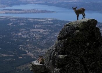 El TSJ de Madrid da la razón a PACMA y declara la nulidad del Plan de Gestión que pretendía acabar a tiros con 2.700 cabras en la Sierra de Guadarrama