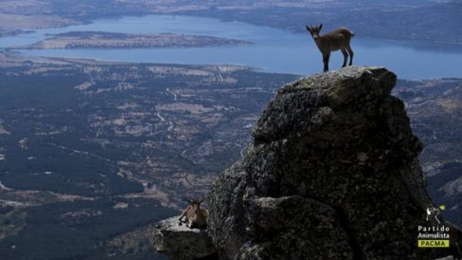 El TSJ de Madrid da la razón a PACMA y declara la nulidad del Plan de Gestión que pretendía acabar a tiros con 2.700 cabras en la Sierra de Guadarrama