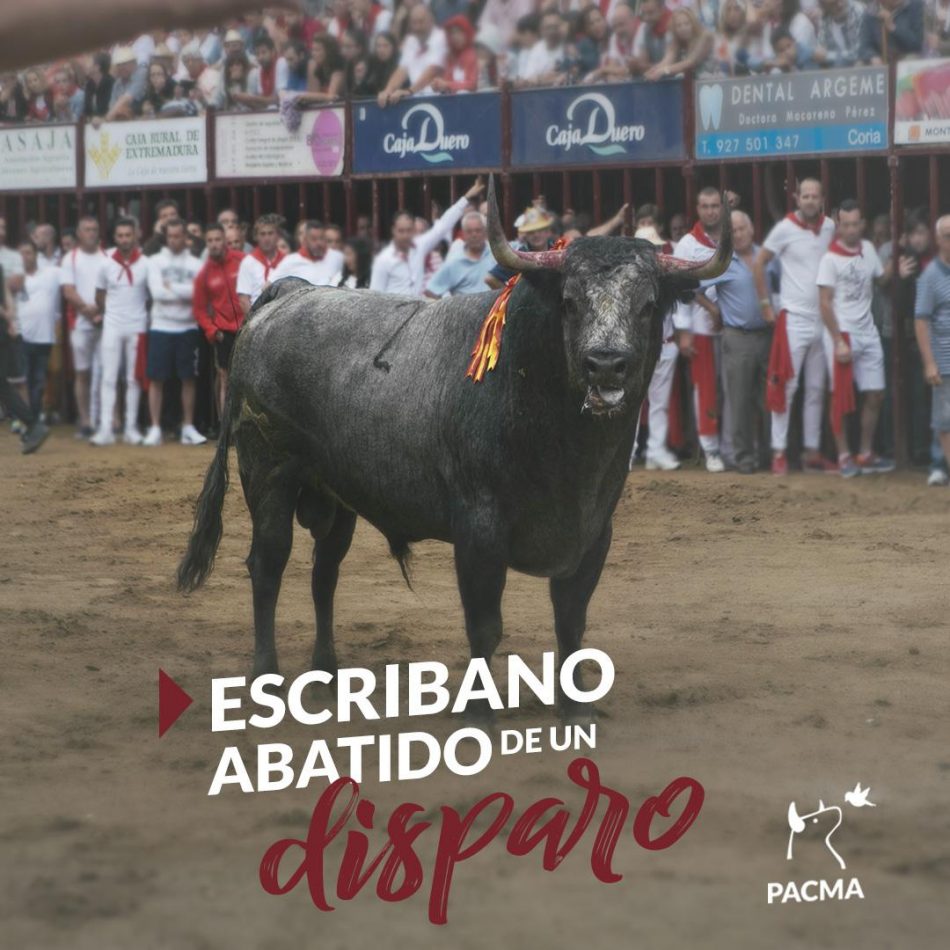 PACMA documenta las últimas horas de Escribano, el Toro de Coria, abatido de un disparo a quemarropa