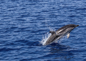 ‘Salvemos nuestros mares’, un llamamiento para el Día Mundial de los Océanos