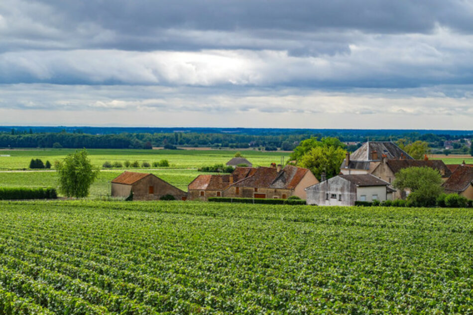 El vino francés que bebes hoy es nieto de una vid cultivada hace siglos