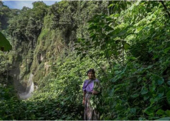 El aumento del cultivo de caña de azúcar pone en peligro la supervivencia de miles de familias en Centroamérica