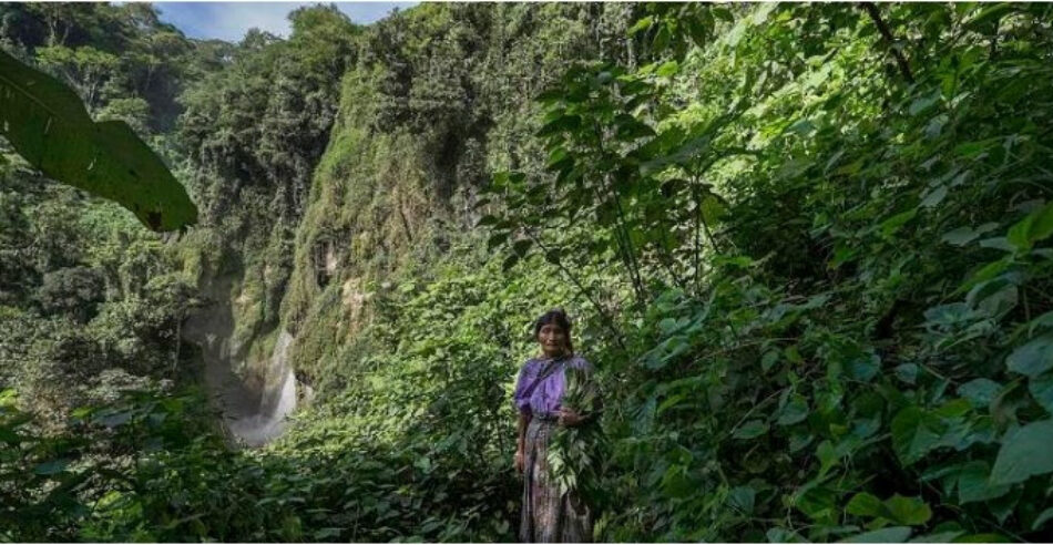 El aumento del cultivo de caña de azúcar pone en peligro la supervivencia de miles de familias en Centroamérica