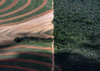 Las importaciones españolas de soja para la alimentación de ganado están detrás de la deforestación y la crisis climática