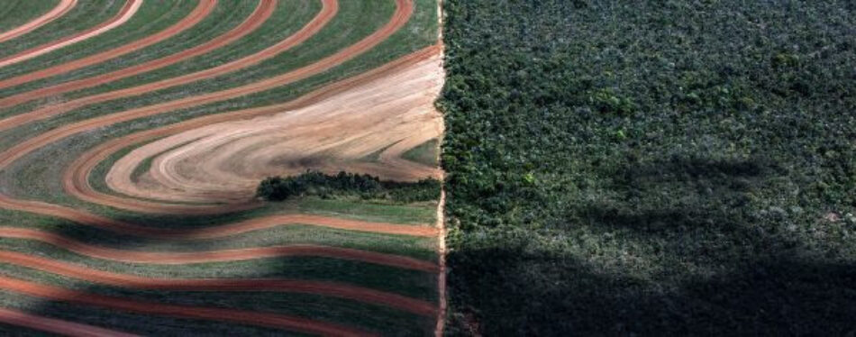 Las importaciones españolas de soja para la alimentación de ganado están detrás de la deforestación y la crisis climática