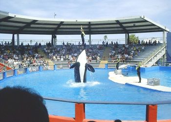 El estrés crónico acorta la vida de las orcas en cautividad