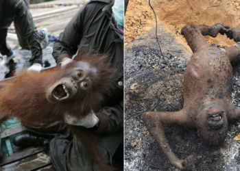 Estas empresas disparan, secuestran y queman a los orangutanes por el aceite de palma
