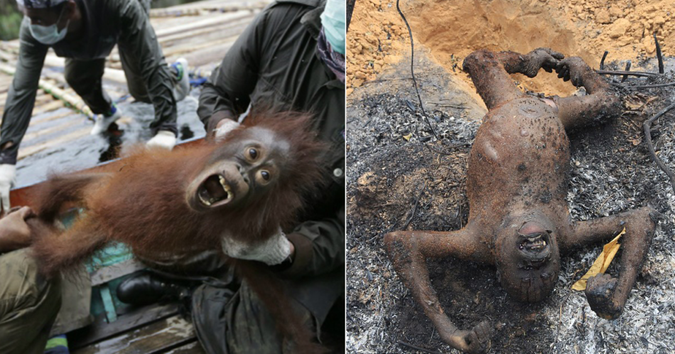 Estas empresas disparan, secuestran y queman a los orangutanes por el aceite de palma