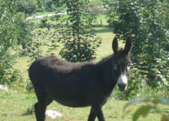 La Red EQUO Animales de Asturias exige al concejal de Bienestar Animal del Ayuntamiento de Siero que cancele la celebración de la carrera de burros de Collao