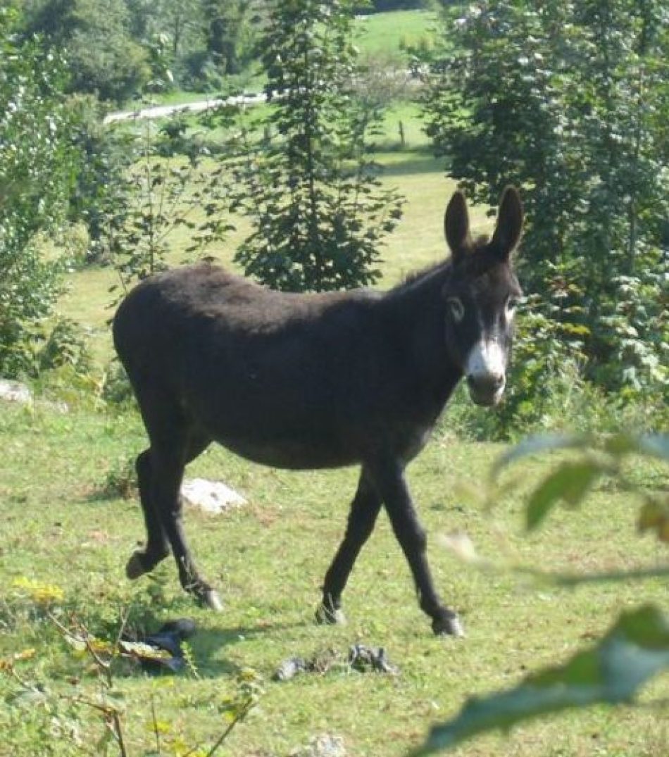 La Red EQUO Animales de Asturias exige al concejal de Bienestar Animal del Ayuntamiento de Siero que cancele la celebración de la carrera de burros de Collao