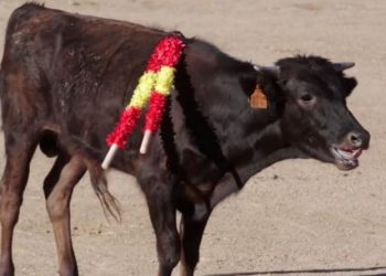 La organización «Animalistas Sanse» inicia una campaña para conseguir que este año no haya becerradas en las Fiestas del Cristo de los Remedios en San Sebastián de los Reyes