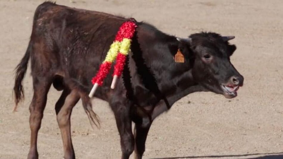 La organización «Animalistas Sanse» inicia una campaña para conseguir que este año no haya becerradas en las Fiestas del Cristo de los Remedios en San Sebastián de los Reyes