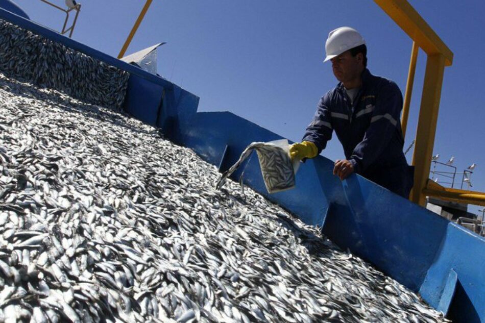 Carta abierta por la preocupante gestión de la sardina ibérica