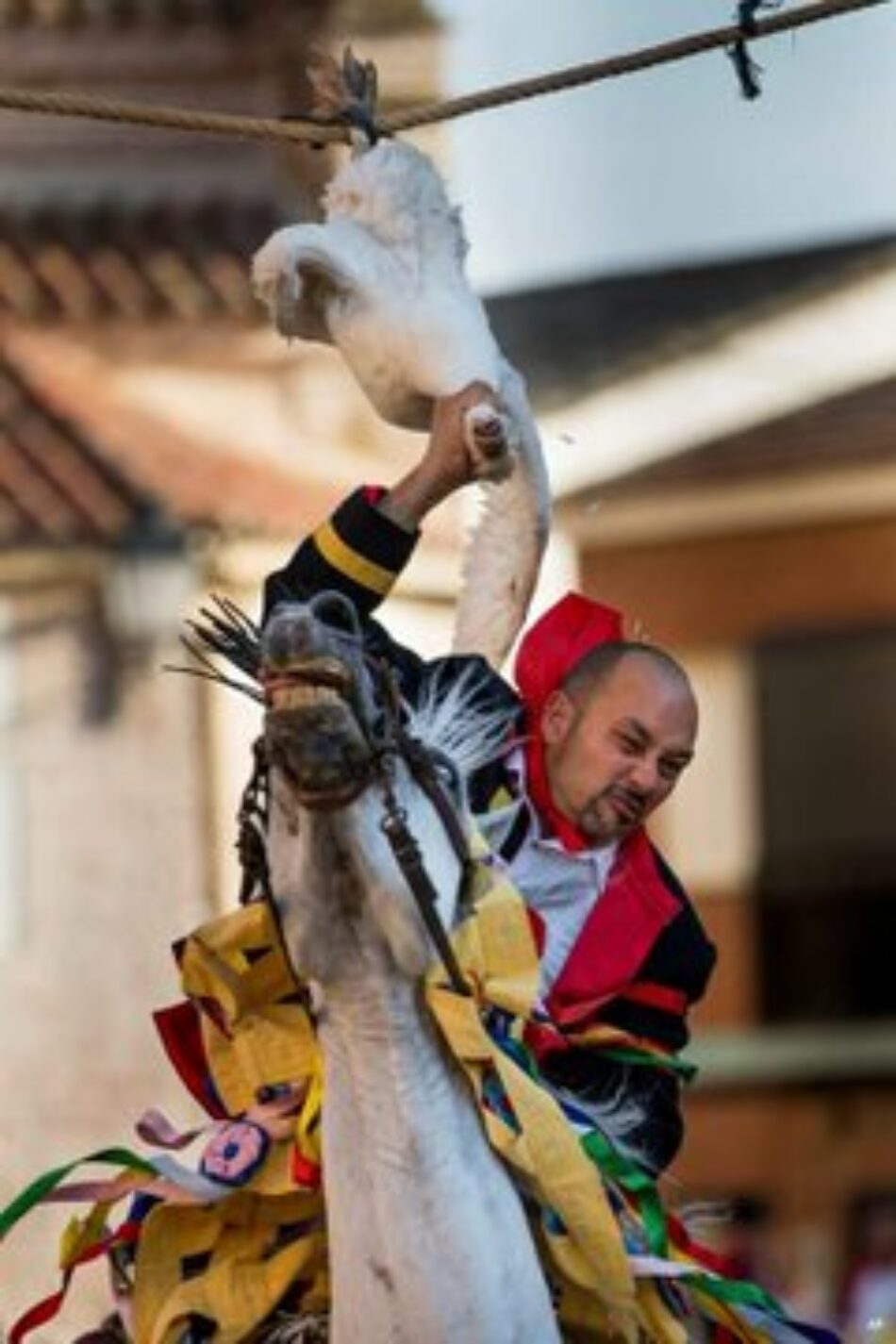 La Tortura No Es Cultura y Animal Guardians denuncian la “diversión” de decapitar gansos colgados boca abajo en Carpio de Tajo