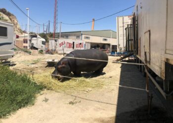 El circo Roma Dola y su nefasta actividad circense con animales