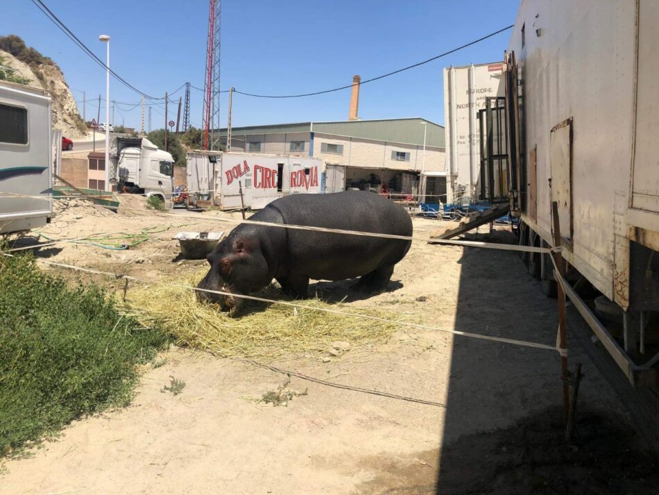 El circo Roma Dola y su nefasta actividad circense con animales