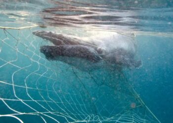 Denuncia pública contra 15 gobiernos de la UE por el gran número de muertes de ballenas y delfines