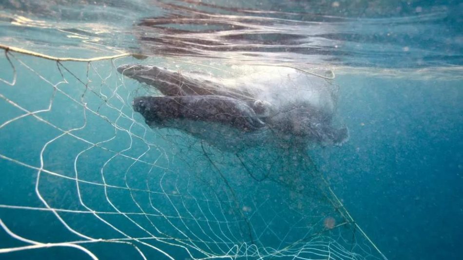 Denuncia pública contra 15 gobiernos de la UE por el gran número de muertes de ballenas y delfines