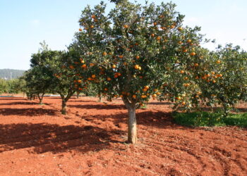 Mulet: “La naranja valenciana ha dejar de ser la moneda de cambio en todos los acuerdo Internacionales”