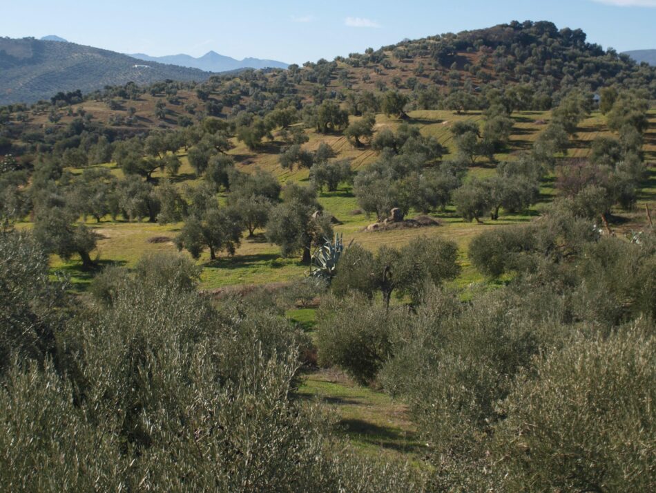 García Sempere exige al Gobierno que explique “cómo va a garantizar precios justos en el olivar” ante la “gravísima especulación” orquestada por las grandes distribuidoras