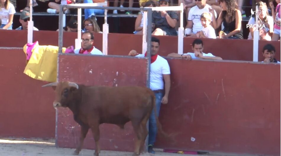 El Partido Animalista documenta las polémicas becerradas de El Espinar